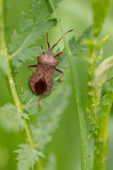 Bug on green grass in nature