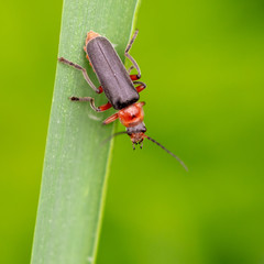 Beetle on green grass in nature