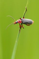 Beetle on green grass in nature