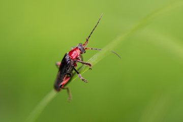 Beetle on green grass in nature