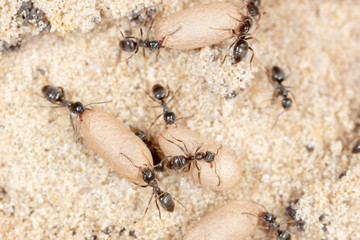 Ants and formic eggs in nature