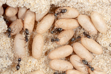 Ants and formic eggs in nature