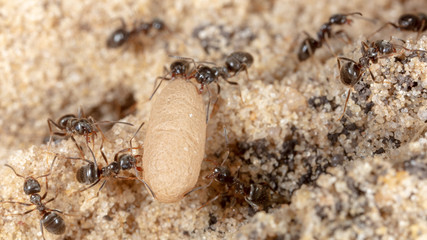 Ants and formic eggs in nature