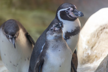Fototapeta premium Portrait of a penguin in the nature