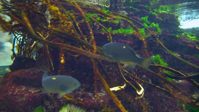Three Domino Damsel Fish swim by in aquarium setting