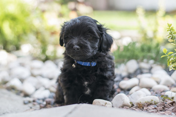 Beautiful young havanese dog sitting on a gravel