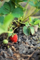 strawberries grow in the garden