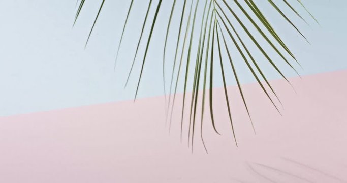 The branch of an green tropical palm tree swings slowly on a duotone pink blue background. Smooth slow movement of a branch. Shadows from branch. Full HD video, 240fps,1080p.