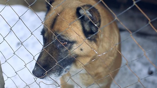 A large dog breed of alabai sits in an iron cage and looks sadly at the camera