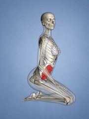 Small Intestine, Female Skeleton, 3D Human Model