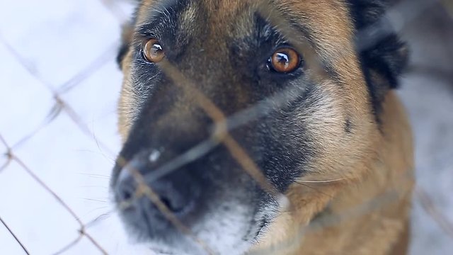 A large dog breed of alabai sits in an iron cage and looks sadly at the camera