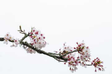 Tokyo cherry (Prunus Yedoensis) isolated on white background