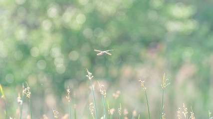 Summer background, green grass on a blurred background and dragonfly. Fuzzy colorful bokeh.