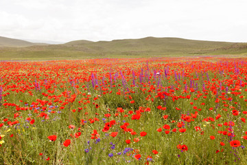 Nature fields and flowers
