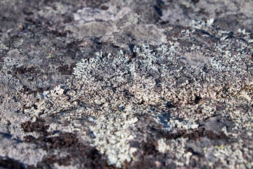 lichen and moss on stones