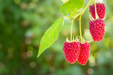 raspberries on the bush