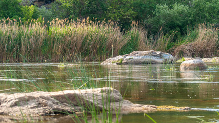 Summer background, close-up. River flow, stones and green vegetation.