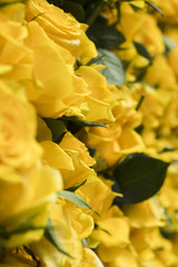 Yellow Rose