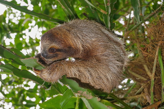 A three-toed sloth animal on a plant in the jungle of Costa Rica, Central America