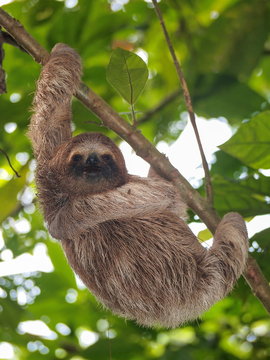 A young three-toed sloth animal in the jungle of Costa Rica, Central America