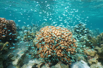 Naklejka na ściany i meble Many small blue fish ( blue-green chromis ) around cauliflower coral underwater, Pacific ocean, Polynesia, Cook islands