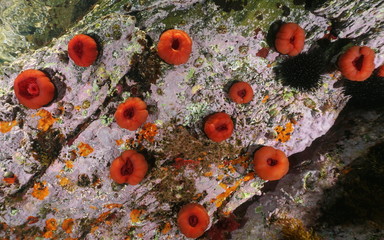 Sea life, several beadlet anemones, Actinia equina, underwater on a rock in the Mediterranean sea, Cote d'Azur, France