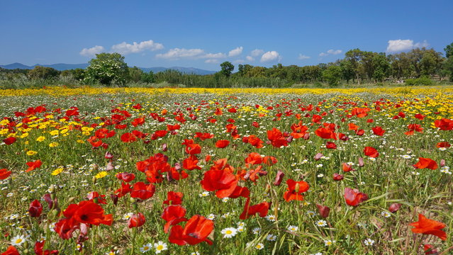 Field of wildflowers with poppies, corn marigold and corn chamomile, Spain, Alt Emporda, Girona, Catalonia