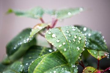 Rain drops