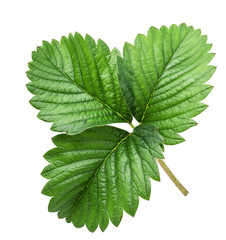 Strawberry leaf