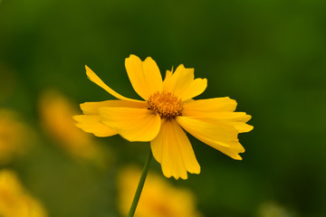 Beautiful wild flowers Cosmos on a summer day. Meadow flower (Nature, Backgrounds, Textures)
