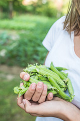 Fresh peas in hand young girl on garden