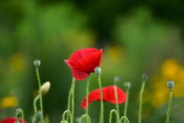 Naklejka premium Beautiful flower of Papaver rhoeas (common poppy, corn rose, field poppy or red poppy) is an annual herbaceous species of flowering plant in the poppy family.