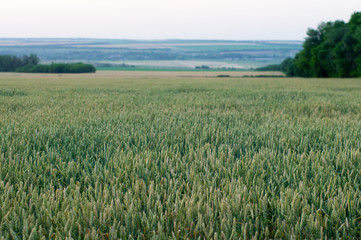 golden wheat field and sunny day