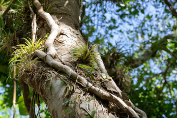 Exotic plants encountered while visiting Mexico. 