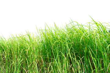 Green grass isolated on white background.