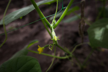 A small cucumber with a flower in a greenhouse