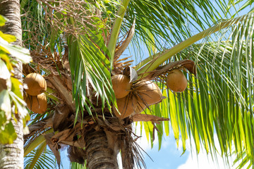 Coconut palm with fruits in its natural environment, Cancun, Mexico