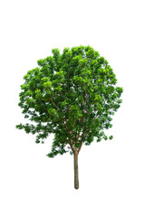 Isolated Tree on white background ,Suitable for use in landscape design, Tree from thailand, Asia