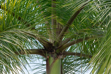 Exotic plants encountered while visiting Mexico. The crown of exotic palm on a background of cloudy...