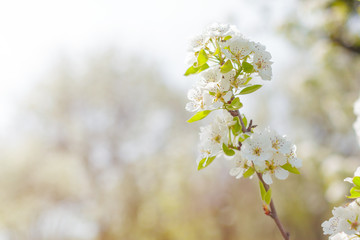 Cherry blossoms over blurred nature background