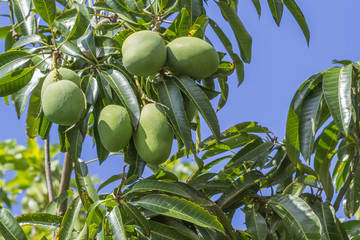 grappes de mangues vertes 