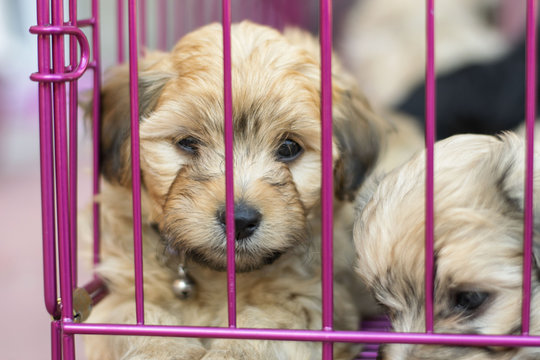 Puppies In A Playpen 
