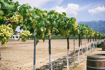 Fototapeta na wymiar White grape vines on a sunny day