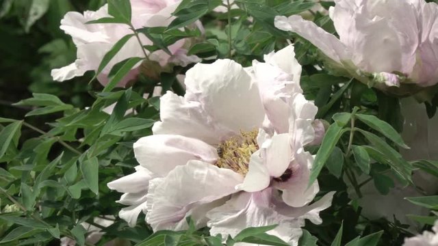 Flying working bee in the middle of a flower gently pink peony close-up. Green leaves move slowly in the wind. Full HD video, 240fps, 1080p.