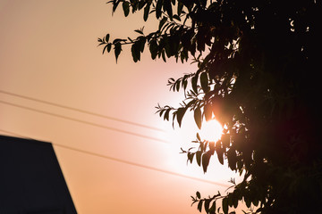 sunrise behind branches with leaves