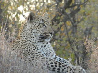 Kruger Park Safari Leopard