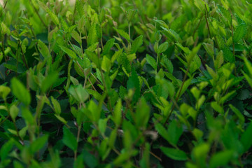 green leaf texture, bush