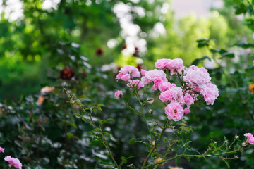 pink rose and green leaves