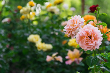 colorful rose and green leaves
