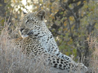 Kruger Park Safari Leopard